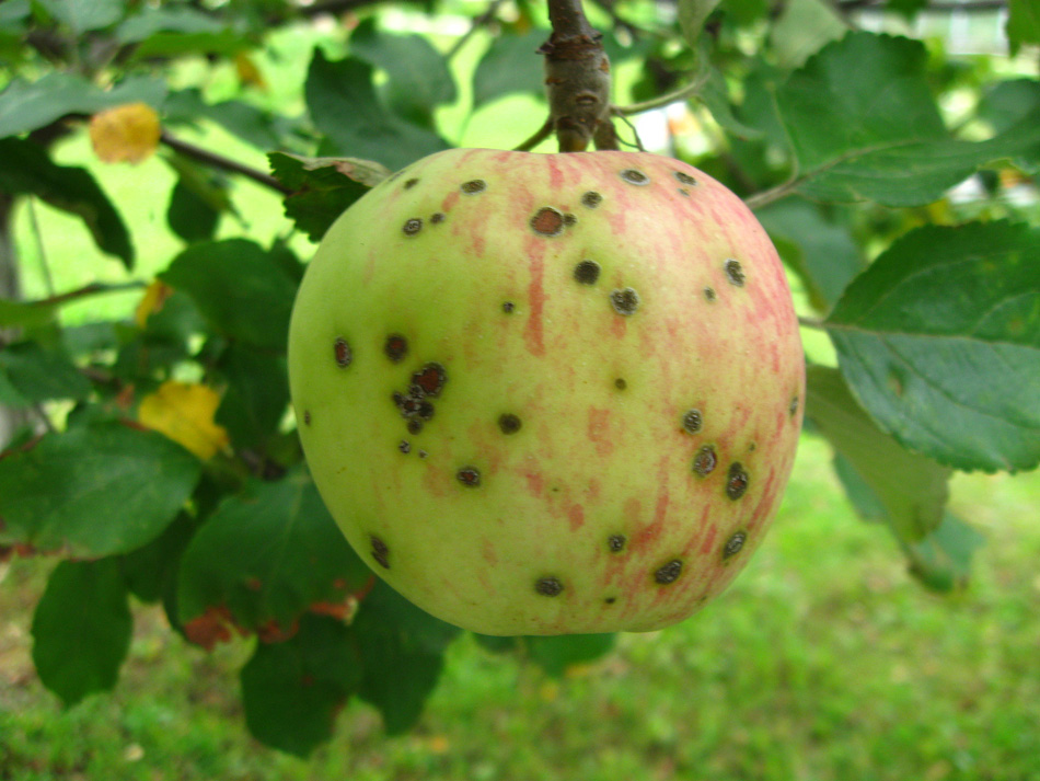 Apple of Eve