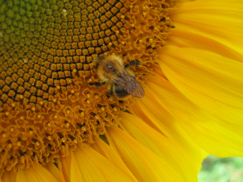 Sunny bee
