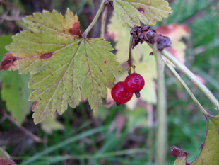 Red currants withering